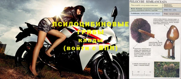 индика Белокуриха